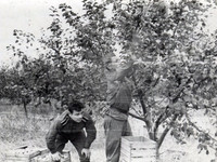 Николай Рыжак убирает яблоки. Киев 1965