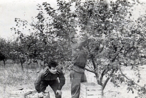 Николай Рыжак убирает яблоки. Киев 1965
